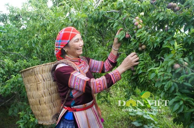   Mận tam hoa trồng đến năm thứ ba sẽ cho thu hoạch. Cây ra hoa vào nửa cuối tháng 2 và chín vào cuối tháng 5. Người dân ở đây chủ yếu là người Mông, sống bằng nghề trồng ngô và mận, một năm một vụ.