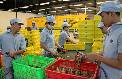 Hàng Việt xuất sang Mỹ ngày càng tăng cao. Trong ảnh: Sơ chế, đóng hộp thanh long để xuất sang Mỹ. Ảnh: QH