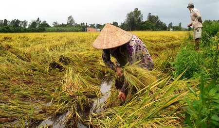 Mưa lớn kèm theo dông lốc những ngày qua làm lúa Hè Thu bị đổ ngã, khó thu hoạch.