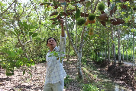 Nhiều nông dân nói phải mất ít nhất 2 vụ, nhiều thì 3- 4 vụ nữa, vườn chôm chôm mới phục hồi, trong điều kiện “mưa thuận gió hòa”.