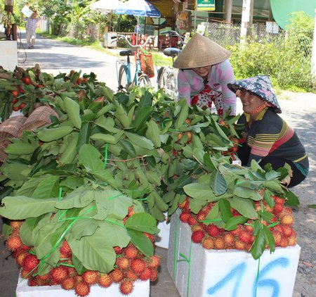 Do hiếm hàng nên vào vụ nhưng giá 11.000- 12.000 đ/kg.