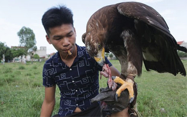 Móng vuốt của đại bàng rất nhọn, có khả năng gây sát thương cho tay trong quá trình tập luyện. Chính vì vậy, người chơi phải sử dụng găng tay da 3 lớp. Mỗi tháng riêng tiền thức ăn gần 1 triệu đồng/con, chưa kể thuê người chăm sóc. Muốn tập cho chúng bay về tay phải để cho chúng đói, khi đó gọi về tay mới dễ dàng. Thức ăn của giống đại bàng vàng Mông Cổ là các loại thịt động vật như gà, chuột và chim nhỏ...