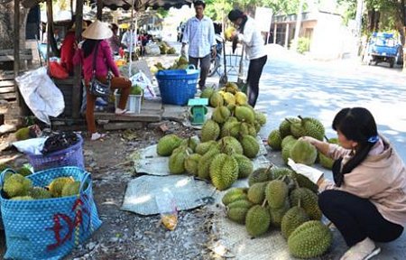 Sầu riêng 