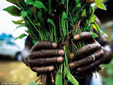 Lá khat - nguyên liệu bào chế ra cathinone tổng hợp độc hại - được thu hoạch ở Kenya, từ đó vận chuyển sang châu Âu và nhiều quốc gia khác Ảnh: DAILY MAIL