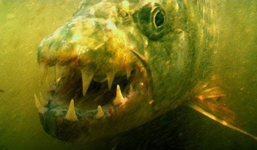 Loại cá này là họ hàng khổng lồ của loài cá ăn thịt khét tiếng Piranha. Chúng có nhiều ở lưu vực sông Congo, sông Lualaba, hồ Upemba và hồ Tanganyika thuộc châu Phi. Kích cỡ cực đại ngoài tự nhiên của loài cá này có thể lên đến gần 2m, nặng cả tạ. (Nguồn ảnh: An ninh Thủ đô)