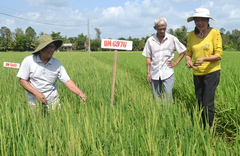 CĐML xã Tân Long (Mang Thít) đạt chứng nhận VietGAP.