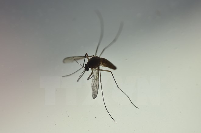 Muỗi Aedes Aegypti. (Nguồn: AFP/TTXVN)