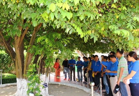 Cây khế Bác Hồ từng chăm sóc nay vẫn xanh tươi xum xuê.