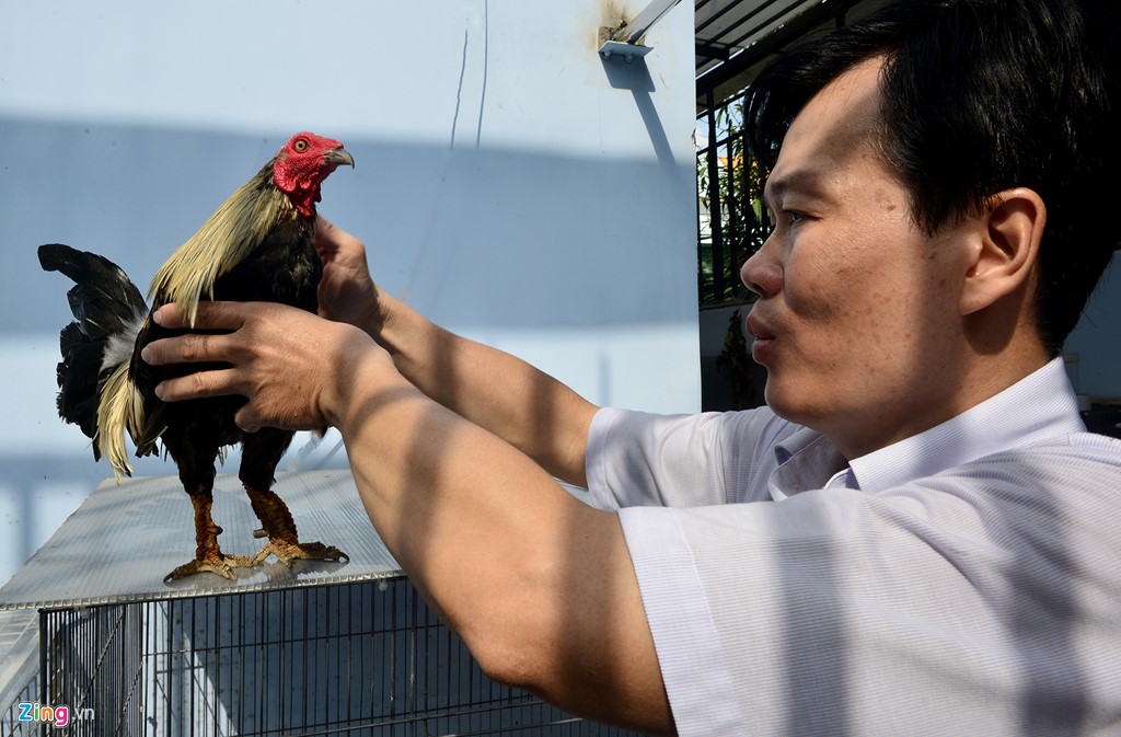   Người đàn ông 44 tuổi này chia sẻ: “Nuôi gà không phải công việc chính của tôi mà vì đam mê, thú chơi tao nhã nên gắn bó đến nay đã hơn 20 năm. Do giống gà vảy rồng này rất quý hiếm, nổi tiếng đá hay nên được dân chơi tìm mua thường xuyên