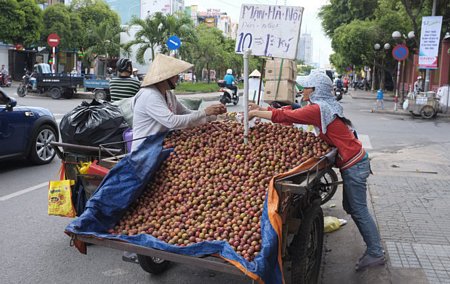 Mận Trung Quốc được rao “mận Hà Nội” bán dọc đường Phan Xích Long, TP.HCM - Ảnh: Châu Anh