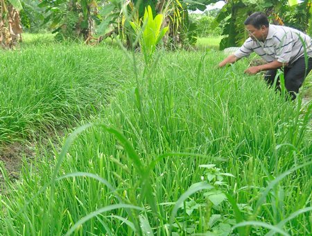 Ruộng hẹ của anh Trần Thanh Tùng.