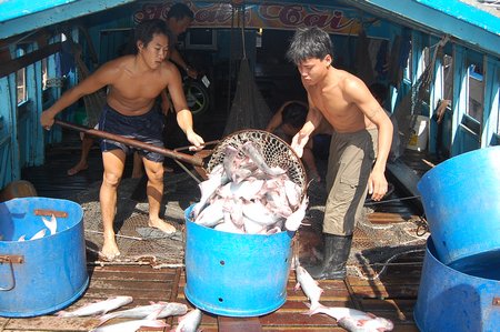 Nuôi cá tra ở xã Bình Hòa Phước (Long Hồ). Ảnh: HÀ VĨNH THÁI