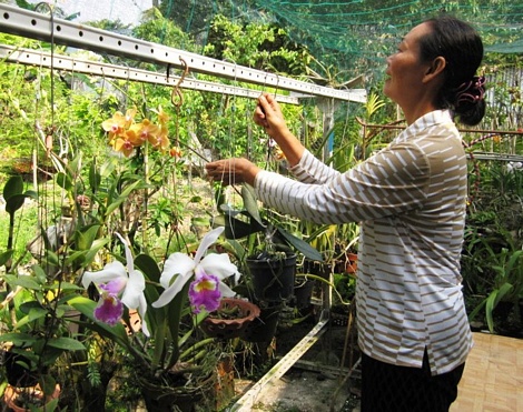 Việc chuyển đổi cơ cấu cây trồng giúp nông dân nâng cao hiệu quả canh tác và thu nhập.