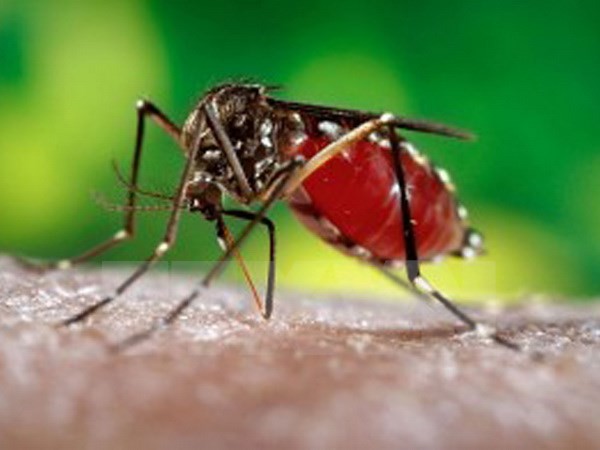 Muỗi cái Aedes aegypti được nghiên cứu tại Trung tâm kiểm soát dịch bệnh Mỹ. (Nguồn: Bloomberg/TTXVN)