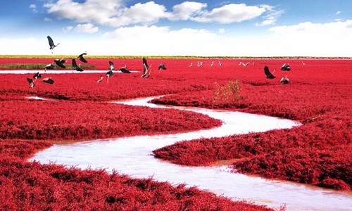 Bãi biển Red Beach ở Trung Quốc có màu đỏ rực bắt mắt do loài rong biển Sueda  chuyển sang màu đỏ thẫm vào mùa thu. Ảnh: Flickr.