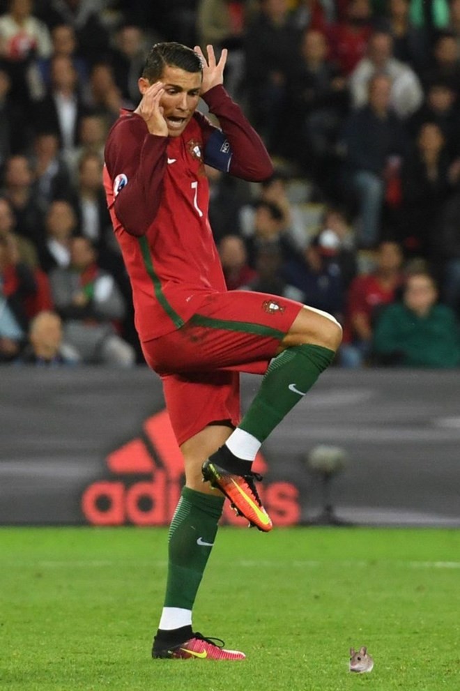 Chuột là kẻ thù số một của Ronaldo. (Nguồn: 101greatgoals)