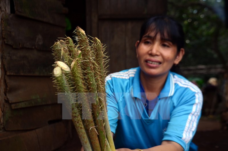 Nguyên liệu bao gồm các sản phẩm đặc trưng của núi rừng Tây nguyên như lá bép (rau nhíp), đọt mây, cá suối… (Ảnh: Hưng Thịnh/TTXVN)