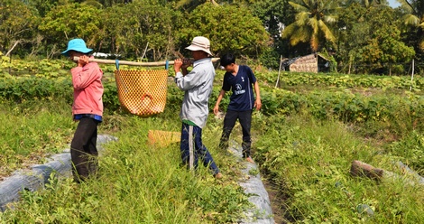 Nông dân Tam Bình chuyển đổi lúa sang trồng dưa hấu.