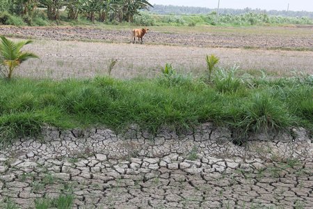 Khô hạn trên cánh đồng Vũng Liêm (ảnh chụp tháng 4/2016).Ảnh: TRẦN PHƯỚC