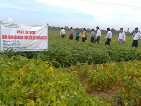 Cây đậu nành trên đất lúa.