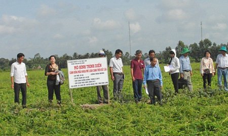 Mô hình cánh đồng mẫu khoai mỡ trên đất lúa được đánh giá cho hiệu quả kinh tế cao.