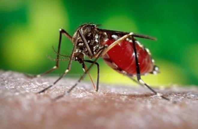 Muỗi Aedes Aegypti. (Nguồn: AFP/TTXVN)