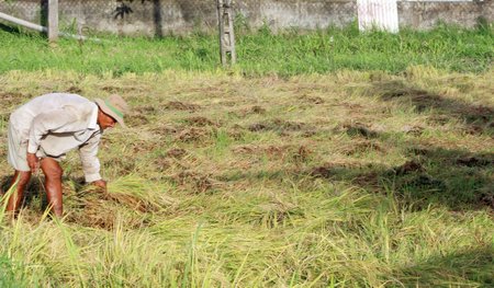 Giá cắt lúa bằng tay đang tăng cao, song khó tìm nhân công.