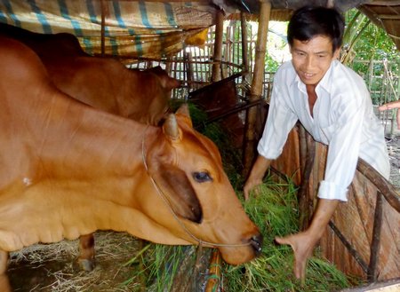 Nuôi bò sinh sản được nhiều hộ nghèo lựa chọn để phát triển vốn vay hiệu quả.