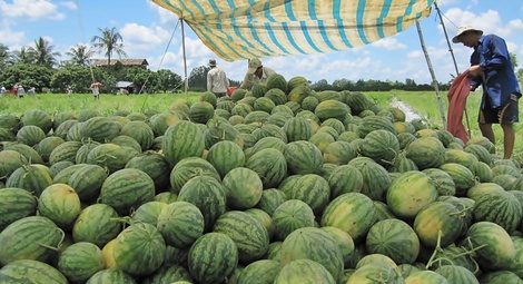 Phong trào thi đua góp phần đẩy mạnh sản xuất nông hộ.