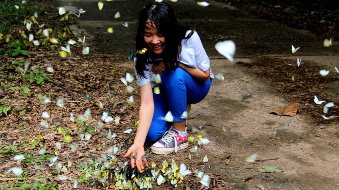 Với tay là có thể chạm vào sắc bướm mảnh mai kia - Ảnh: XUÂN LỘC