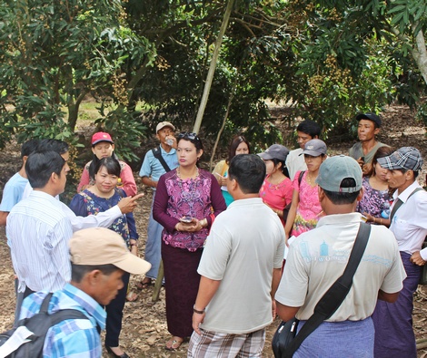 Đoàn tham quan mô hình trồng nhãn Ido.