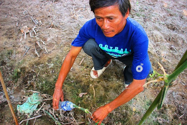 Tại vườn nhà anh Giáo với 100 gốc bí đao, ước lượng anh sẽ lấy được khoảng 100 lít nước từ thân bí đao. Nhờ vậy, mỗi năm gia đình anh có thu nhập khoảng 4 triệu đồng từ việc lấy nước này.