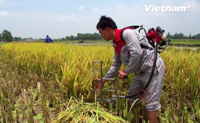 Máy cắt lúa cá nhân giúp giảm thiểu sức lao động cho bà con nông dân. (Ảnh: Tùng Lâm/Vietnam+)