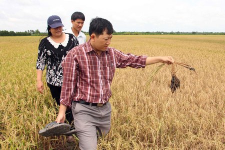 Xâm nhập mặn ở ĐBSCL thách thức không nhỏ trong quá trình phát triển.