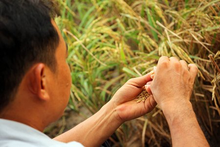 Còn nhiều trăn trở trong sản xuất nông nghiệp ĐBSCL.