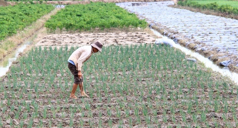 Cần có giải pháp thích ứng với biến đổi khí hậu trước mắt cũng như lâu dài.
