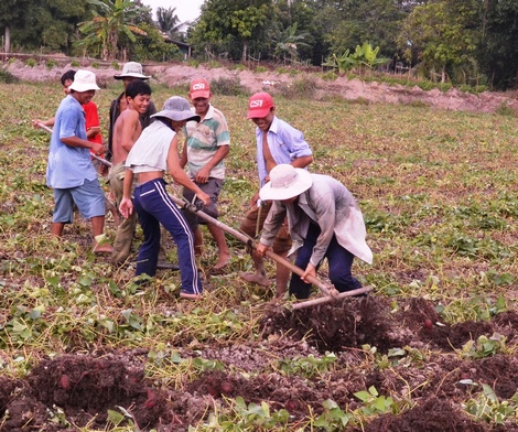 Nhờ giá cao, người trồng khoai lang phấn khởi.