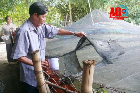 Mô hình nuôi cá lóc trong bể giúp bà con tận dụng được lao động nhàn rỗi, lại tạo được thu nhập ổn định