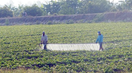 Việc thực hiện tái cơ cấu ngành nông nghiệp còn gặp nhiều khó khăn.