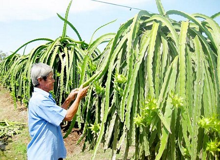 Tỉnh Long An khuyến cáo trồng thanh long theo quy trình để đảm bảo chất lượng