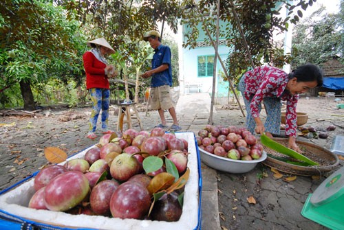 Sau thanh long, chôm chôm, vải và nhãn, vú sữa sẽ được nhập khẩu vào Mỹ Ảnh: Ngọc Trinh