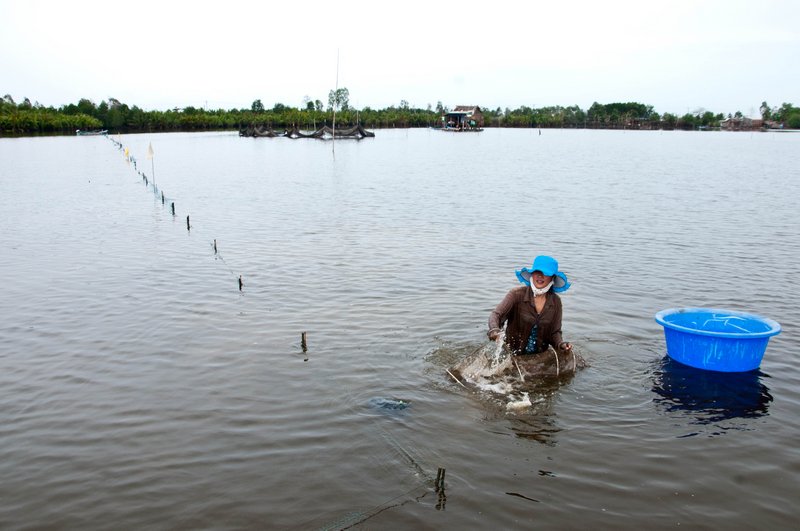 Nuôi trồng và khai thác sò trên đầm.