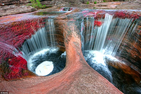 Những cây macarenia clavigera trên hố nước ở lòng sông Cano Cristales. Nguồn: DAILY MAIL