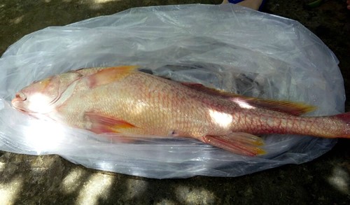 Con cá 3,8 kg, dài gần cả mét. Ảnh: N.V