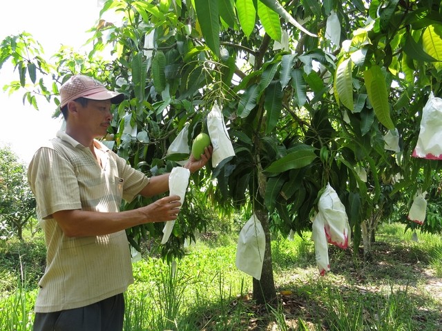 Để đáp ứng nhu cầu thị trường, người trồng xoài luôn áp dụng nhiều tiến bộ kỹ thuật vào sản xuất