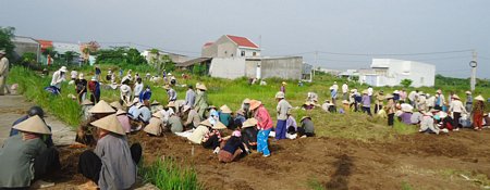 Sưu tầm thuốc Nam ở TX Bình Minh.