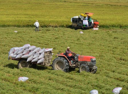 “3 giảm, 3 tăng và kỹ thuật trồng lúa SRI” là mô hình trồng lúa tiên tiến rất cần nhân rộng. Ảnh TL: VINH HIỂN