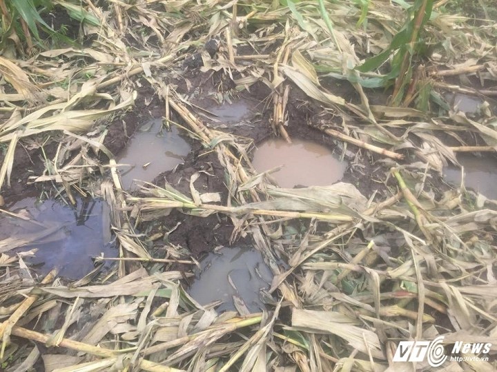 Dấu chân của đàn voi rừng vào tàn phá hoa màu -Ảnh: Yumi 