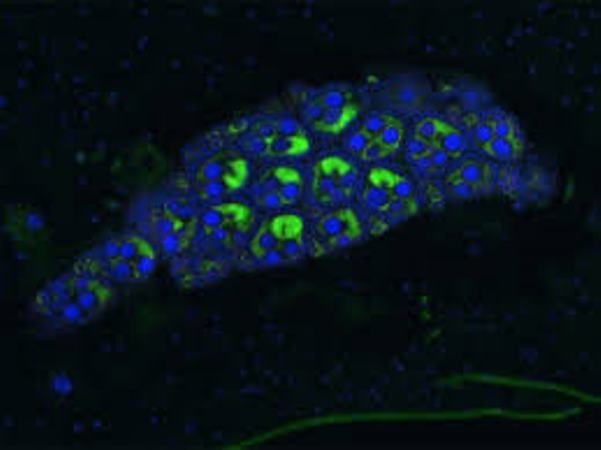 Vi khuẩn Wolbachia (màu xanh lá cây) trong trứng của muỗi Aedes aegypti. (Nguồn: eliminatedengue.com)