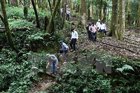 Đoàn khảo sát vườn giống sâm Ngọc Linh. (Ảnh: Dương Giang/TTXVN)